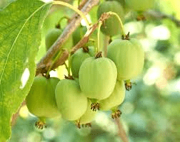 Des images de diff�rentes plantes